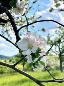 Alles aus Apfel – Unterwegs auf der Route du Äppler