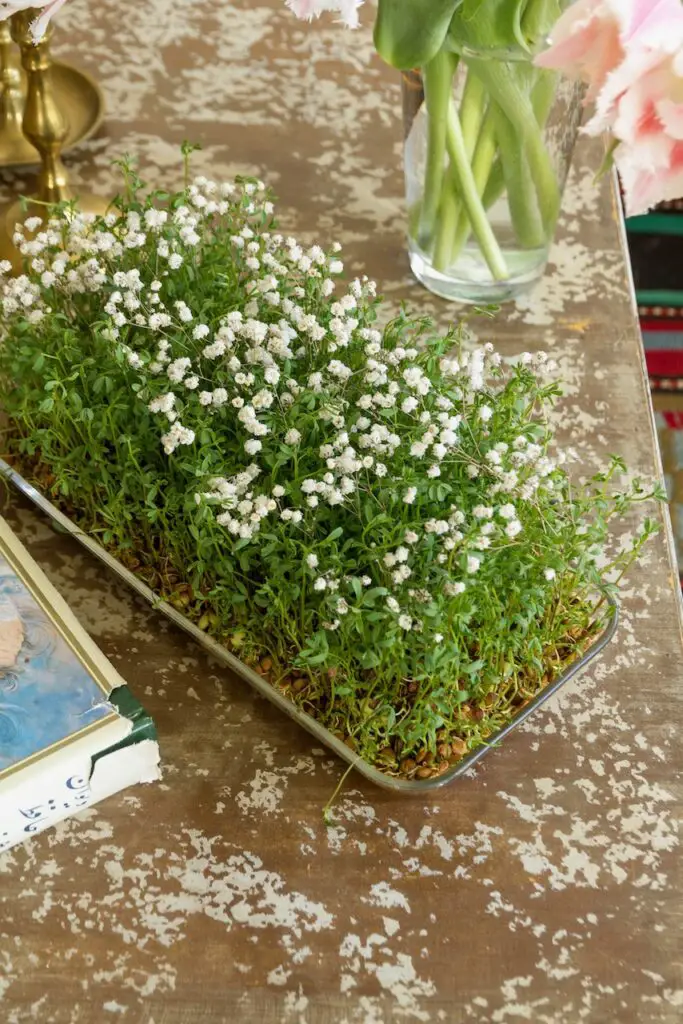 Haft Sin Impressionen 2025 هفت سین ۱۴۰۴